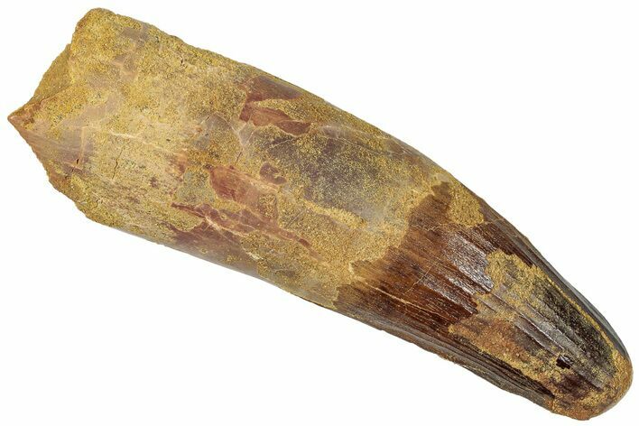 Real Spinosaurus Tooth - Teeth Wear Mark On Edge #307945